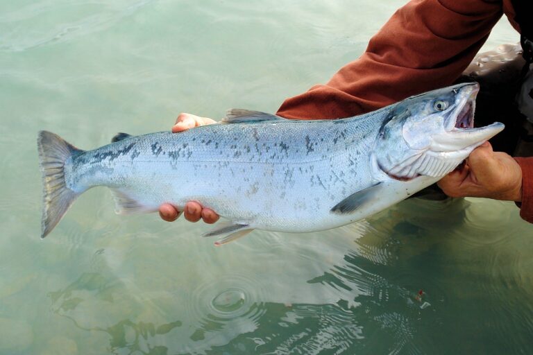 sockeye, salmon, kenai-492258.jpg