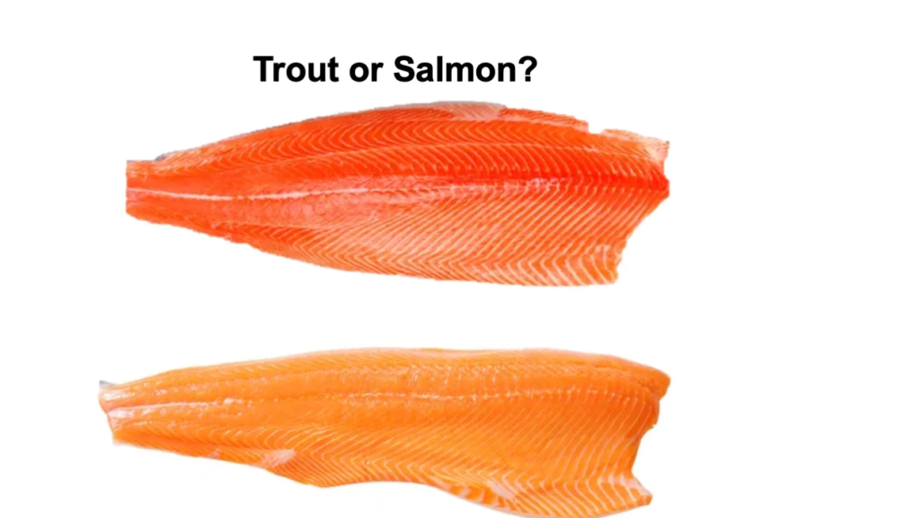 salmon vs trout